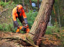 Tree and Shrub Care in Stirling, NJ