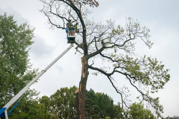 Landscape Design and Installation in Stirling, NJ