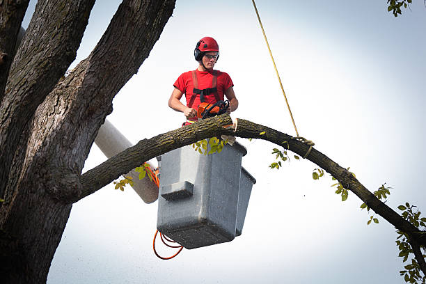 Trusted Stirling, NJ  Tree Services Experts