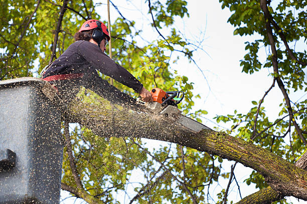 Best Fruit Tree Pruning  in Stirling, NJ